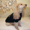 Одежда для Пуделя - Димон-Камон, одежда для собак