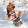 Одежда и аксессуары для маленьких собак - Димон-Камон, одежда для собак