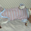 Одежда для Парсон рассел терьера - Димон-Камон, одежда для собак