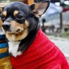 Одежда для Карликового пинчера - Димон-Камон, одежда для собак
