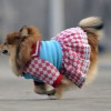 Одежда для Немецкого шпица - Димон-Камон, одежда для собак