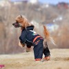 Одежда для  Китайской хохлатой собаки - Димон-Камон, одежда для собак