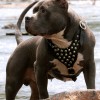 Одежда для Американского питбультерьера - Димон-Камон, одежда для собак