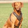 Одежда для Родезийского риджбека - Димон-Камон, одежда для собак