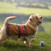 Одежда для Норфолк терьера - Димон-Камон, одежда для собак