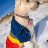 Одежда для Норфолк терьера - Димон-Камон, одежда для собак