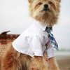 Одежда для Норвич терьера - Димон-Камон, одежда для собак