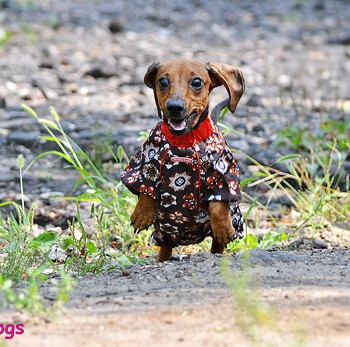 Yami-Yami одежда дождевик для собак, медный, на гладкой подкладке, Такса