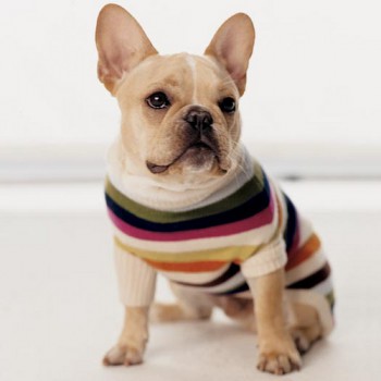Одежда для Французского бульдога - Димон-Камон, одежда для собак