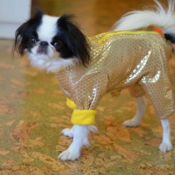 Одежда для Японского хина - Димон-Камон, одежда для собак