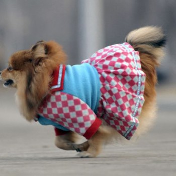 PEOPLE & DOGS Одежда для собак | ВКонтакте