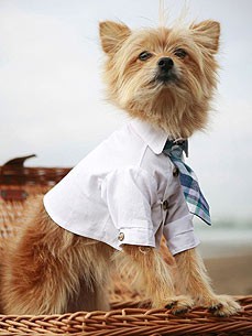 Одежда для Норвич терьера - Димон-Камон, одежда для собак