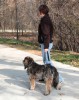 Пояс для средних и больших пожилых, травмированных собак, задние ноги, CareLift 9002 - Димон-Камон, одежда для собак