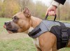 Medium. Нейлоновая утепленная шлейка для собаки инвалида, ForDogTrainers - Димон-Камон, одежда для собак