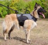 Extra. Нейлоновая утепленная шлейка для собаки инвалида, ForDogTrainers - Димон-Камон, одежда для собак
