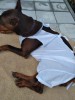 Послеоперационная попона для собак, OSSO - Димон-Камон, одежда для собак