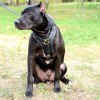 Medium. Усиленная кожаная шлейка на крупных собаку, ForDogTrainers - Димон-Камон, одежда для собак