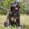 Large. Усиленная кожаная шлейка на крупных собаку, ForDogTrainers - Димон-Камон, одежда для собак