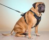 Extra large. Усиленная кожаная шлейка на крупных собаку, ForDogTrainers - Димон-Камон, одежда для собак