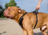Medium. Усиленная кожаная шлейка на крупных собаку, ForDogTrainers - Димон-Камон, одежда для собак