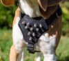 Small. Кожаная шлейка с хромированными шипами для маленьких собак - Димон-Камон, одежда для собак