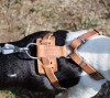 Small. Кожаная шлейка с хромированными шипами для маленьких собак - Димон-Камон, одежда для собак