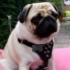 Small. Кожаная шлейка с латунными шипами для маленьких собак - Димон-Камон, одежда для собак