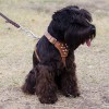 Small. Кожаная шлейка с латунными усеченными конусами для маленьких собак - Димон-Камон, одежда для собак