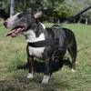 Small. Многофункциональная нейлоновая шлейка для собаки, ForDogTrainers - Димон-Камон, одежда для собак