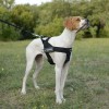 Small. Многоцелевая нейлоновая шлейка для собаки, ForDogTrainers - Димон-Камон, одежда для собак