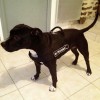 Extra large. Многоцелевая нейлоновая шлейка для собаки, ForDogTrainers - Димон-Камон, одежда для собак