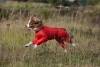 32 см по спинке. Универсальный легкий комбинезон-дождевик для собаки, OSSO Fashion  - Димон-Камон, одежда для собак
