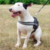 Medium. Нейлоновая шлейка для служебных собак, ForDogTrainers - Димон-Камон, одежда для собак
