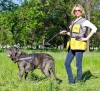 Medium. Нейлоновая шлейка для служебных собак, ForDogTrainers - Димон-Камон, одежда для собак