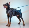 Large. Прогулочная кожаная шлейка для собак - Димон-Камон, одежда для собак