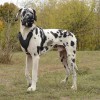 Large. Прогулочная кожаная шлейка для собак - Димон-Камон, одежда для собак