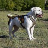 Large. Прогулочная кожаная шлейка для собак, украшение из полусфер, хромированная сталь - Димон-Камон, одежда для собак