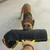 Medium. Спортивная нейлоновая шлейка для собаки, ForDogTrainers - Димон-Камон, одежда для собак