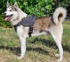 Medium. Спортивная нейлоновая шлейка для собаки, ForDogTrainers - Димон-Камон, одежда для собак