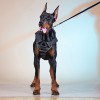 Extra large. Спортивная нейлоновая шлейка для собаки, ForDogTrainers - Димон-Камон, одежда для собак