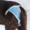 Трусы для маленьких собак с обхватом талии 18-36 см, ABSORB OSSO Fashion - Димон-Камон, одежда для собак