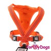 Удобная шлейка для прогулок с собакой, оранжевого цвета - Димон-Камон, одежда для собак