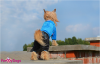 Велюровый костюм на меху для маленьких собак, ForMyDogs - Димон-Камон, одежда для собак