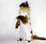 Послеоперационная попона для кошек, OSSO - Димон-Камон, одежда для собак