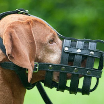 Родезийский риджбек. Кожаный намордник для Родезийского риджбека - Димон-Камон, одежда для собак