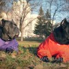 Светоотражающие элементы в одежде - Димон-Камон, одежда для собак