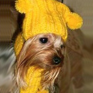 Желтенькая шапочка с помпонами - Димон-Камон, одежда для собак