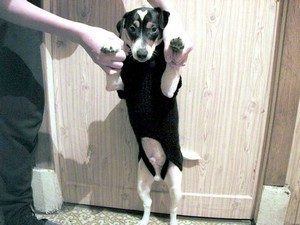 Вяжем собачке свитер - Димон-Камон, одежда для собак