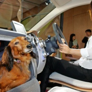Собачий автомобиль от корпорации Honda - Димон-Камон, одежда для собак