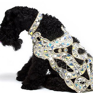 Самые дорогие наряды для собак - Димон-Камон, одежда для собак